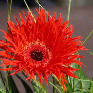 Gerbera